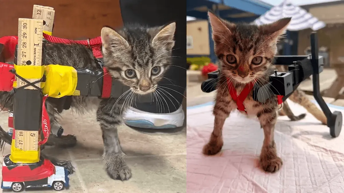 Montagem com duas fotos do gatinho Gelato: à esquerda, com a cadeira improvisada de réguas de madeira, fita e carrinhos Hot Wheels; à direita, com a cadeira de rodas impressa em 3D, preta, com rodas ao lado das patas traseiras