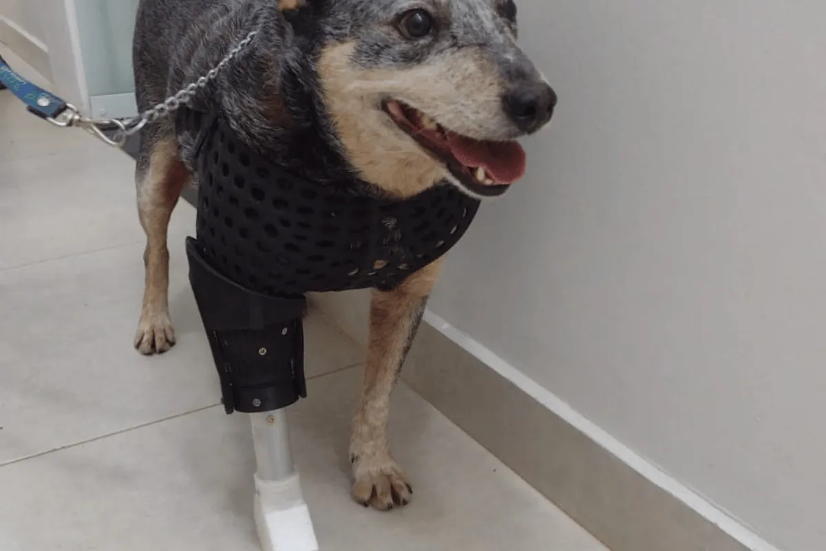 Cão de pelagem mesclada em pé numa clínica, usando um colete escuro perfurado preso a uma prótese na pata dianteira esquerda, com haste metálica e pé branco impresso em 3D
